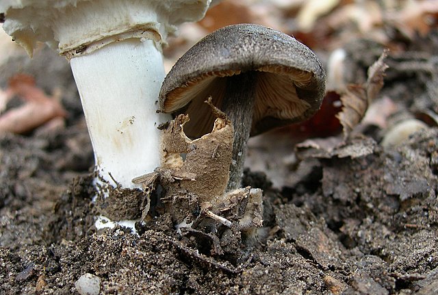 Volvariella  terrea  sp.nov.